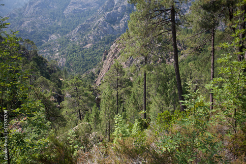 Bonifato forest near Calvi Corsica in the Balagne region