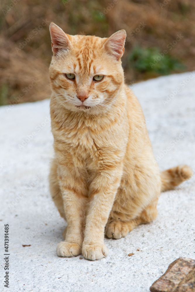 Cute brown cat 