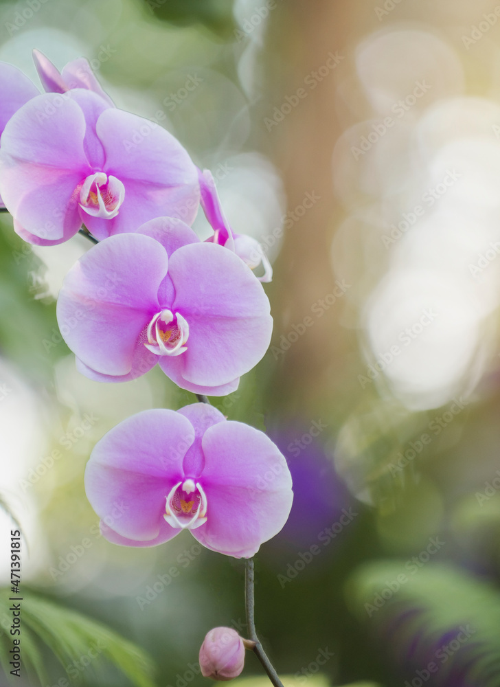 Purple orchid in Phalaenopsis orchid garden, blurry green background, soft focus, portrait photo. Purple orchid in Phalaenopsis orchid garden, blurry green background, soft focus, portrait photo.