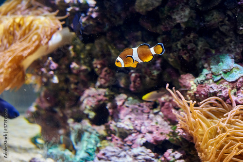 Fototapeta Naklejka Na Ścianę i Meble -  colorful tropical clownfish swimming happily in warm water aquarium