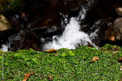 自然豊かな風景