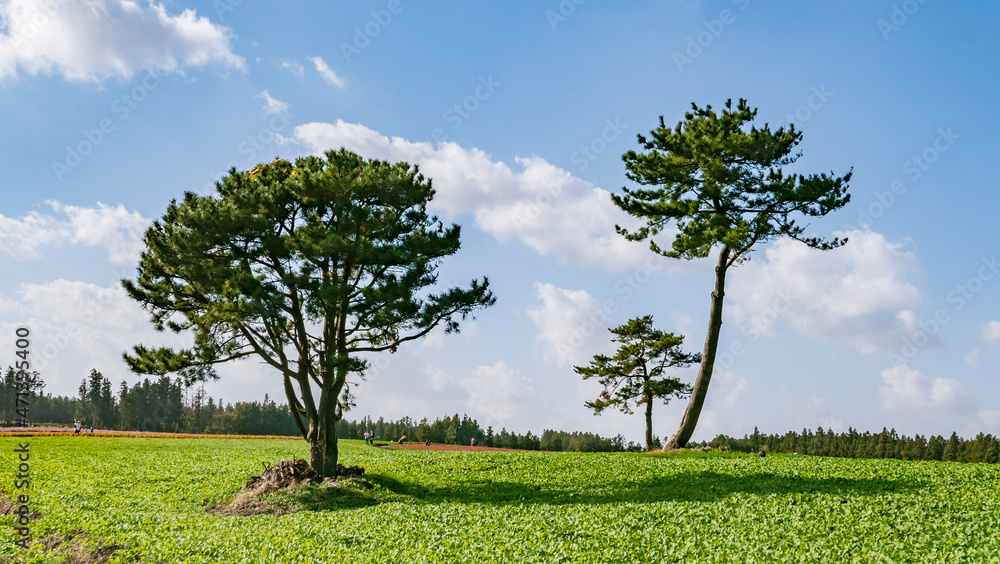Fototapeta premium 제주, 보롬왓의 봄