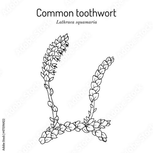 Common toothwort Lathraea squamaria , medicinal plant