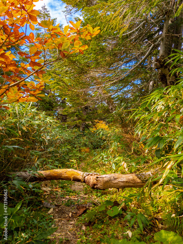 Fallen tree blocking a narrow mountain trail (Zao, Yamagata, Japan) photo