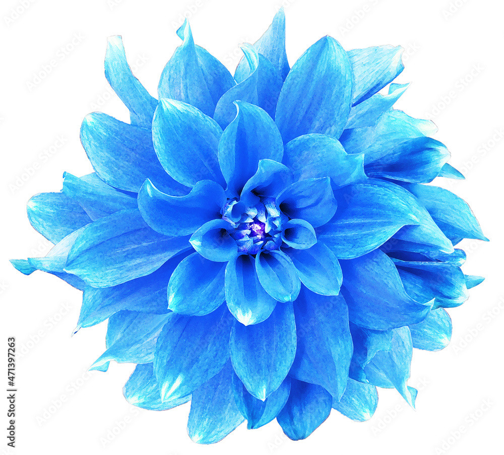 Watercolor light blue   dahlia.  flower  on white isolated background with clipping path. Closeup. Flower on a green stem. Nature.