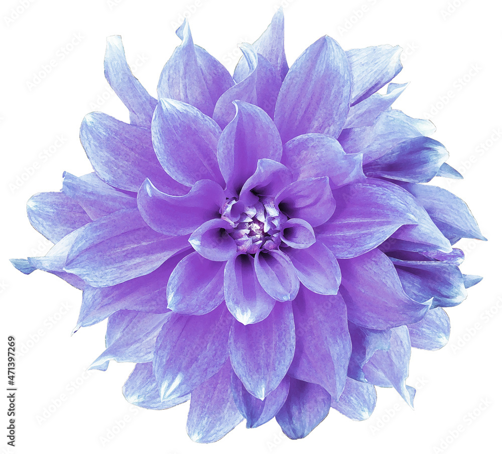 Watercolor purple  dahlia.  flower  on white isolated background with clipping path. Closeup. Flower on a green stem. Nature.