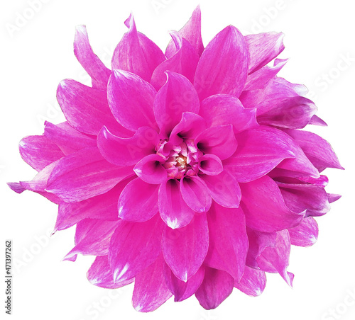 Watercolor pink  dahlia.  flower  on white isolated background with clipping path. Closeup. Flower on a green stem. Nature.