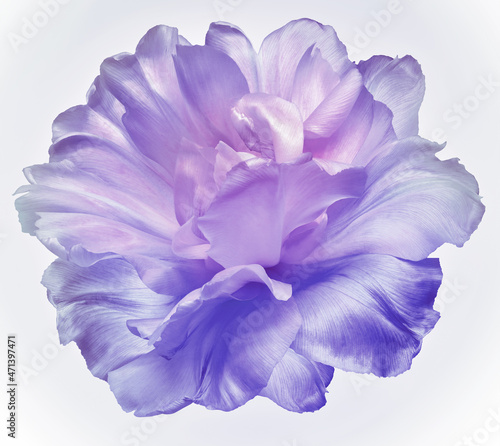 Fototapeta Naklejka Na Ścianę i Meble -  Light purple tulip flower  on white isolated background. Closeup. For design. Nature.