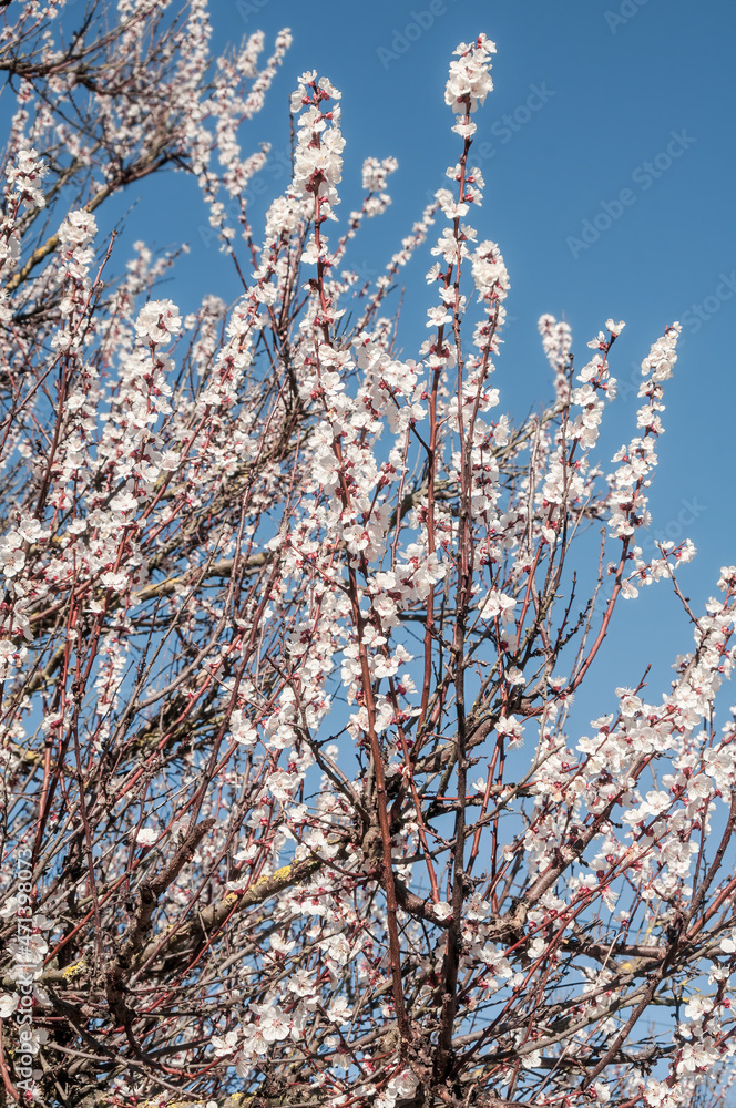 Apricot (Armeniaca vulgaris) in orchard, Crimea