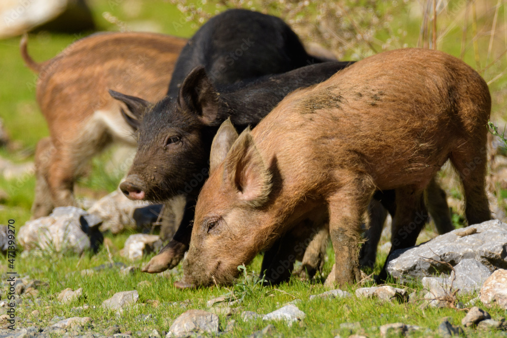 Fototapeta premium wild boar walking in the woods