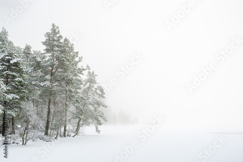 Pine forest by a lake with snow and fog © Lars Johansson
