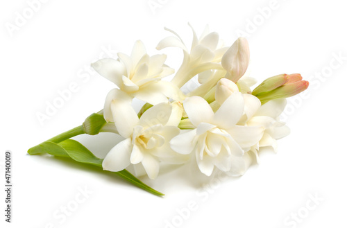 Canvas Print Agave amica, formerly Polianthes tuberosa or tuberose