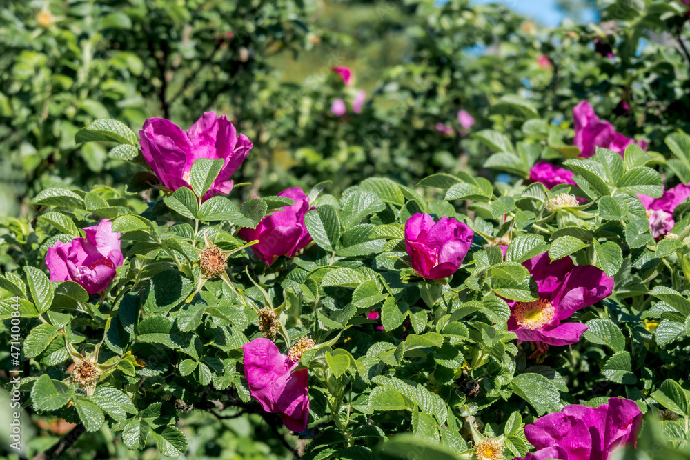 Rugosa Rose (Rosa rugosa) in garden Rugosa Rose (Rosa rugosa) in garden