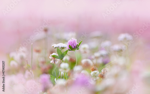 Closeup of pink flower field in the northern summer night, in the midnight sun. Clover flower.