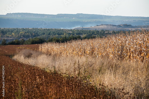 buckwheat field overlooking trees  hills. Rural landscape