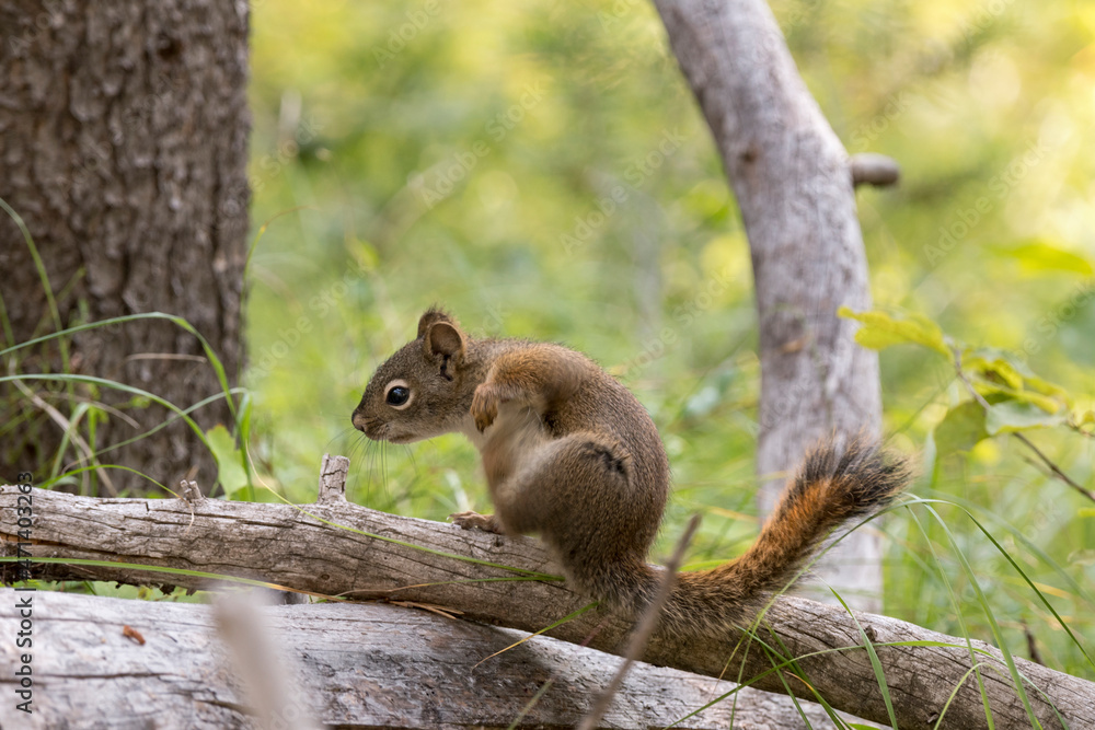 squirrel on a branch around swan lake in teton national park in Wyoming squirrel on a branch around swan lake in teton national park in Wyoming