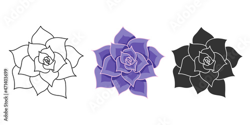 Succulent echeveria Lilacina vector set. Hand drawn desert flower illustration in flat and doodle style. Collection house plants for print and design. Isolated elements on white background