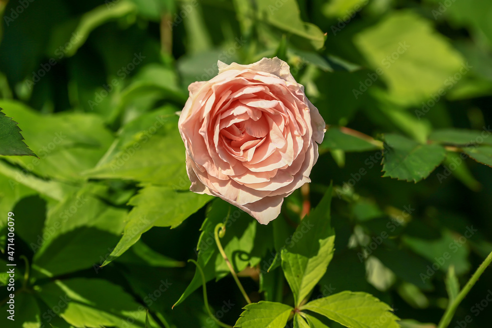 Pink garden rose. Blurred background. Close-up, top view. Pink garden rose. Blurred background. Close-up, top view.