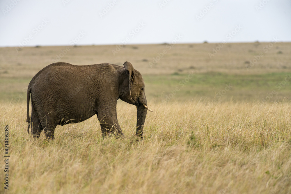 Lone African Bush Elephant (Loxodonta africana) walking in tall grass, Masai Mara, Kenya
