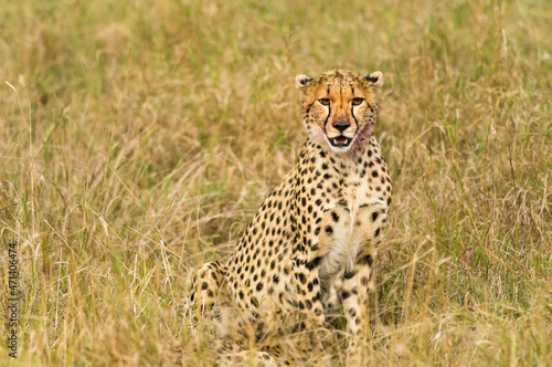 Cheetah (Acinonyx jubatus) resting in tall grass, Masai Mara, Kenya