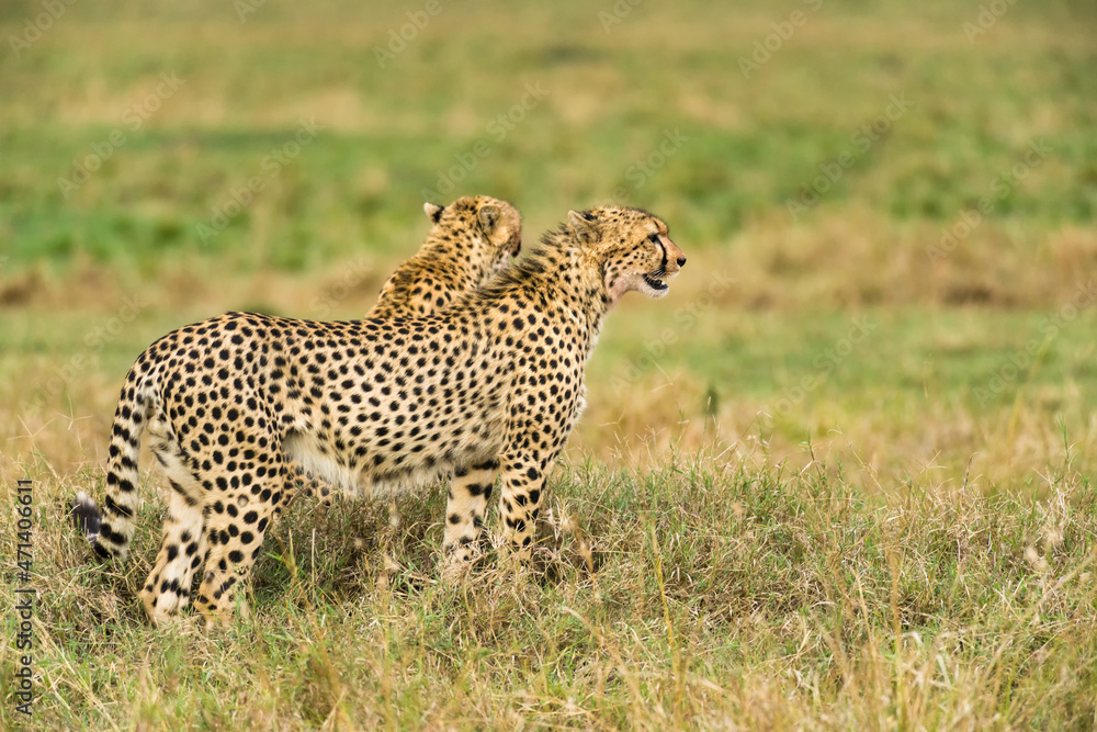 Pair of cheetah (Acinonyx jubatus) standing looking in tall grass, Masai Mara, Kenya