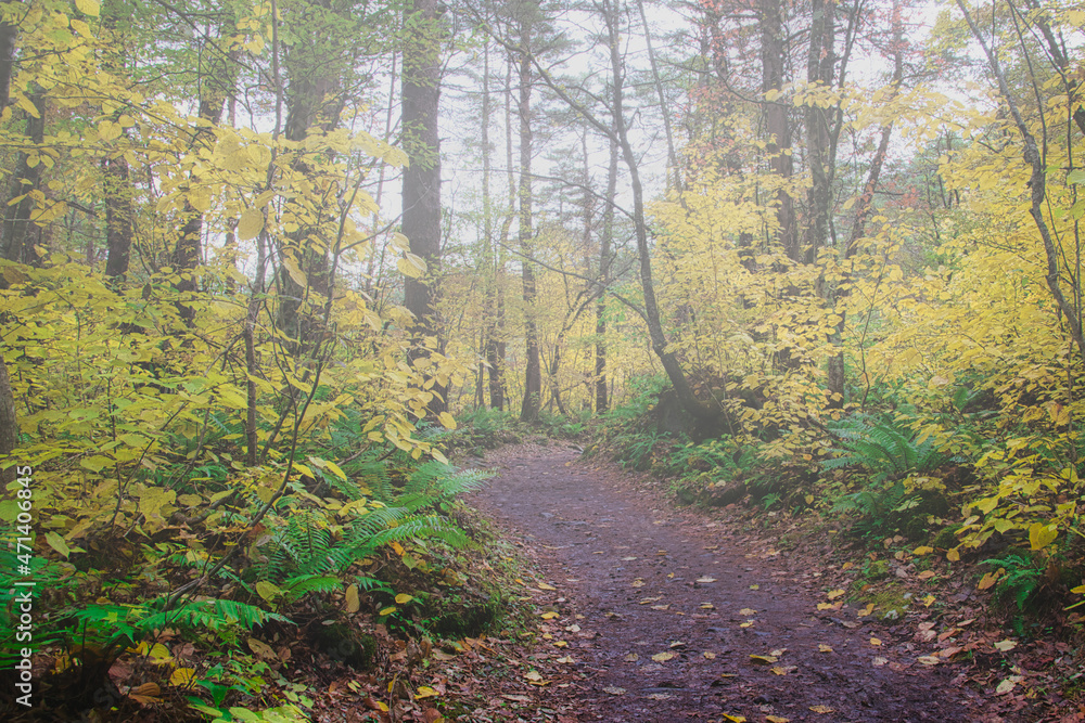 爽やかな空気感が素晴らしい、秋の福島・裏磐梯・五色沼周辺のハイキングコース