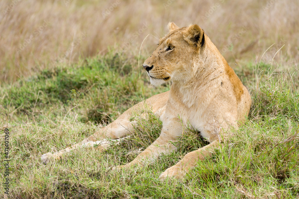 Female lion (panthera leo) resting in tall grass, Masai Mara, Kenya Female lion (panthera leo) resting in tall grass, Masai Mara, Kenya