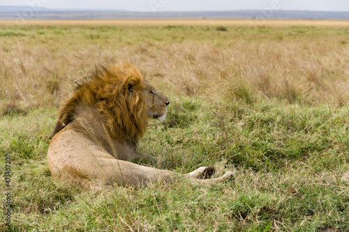 Fototapeta Naklejka Na Ścianę i Meble -  Male lion (panthera leo) resting in tall grass, Masai Mara, Kenya