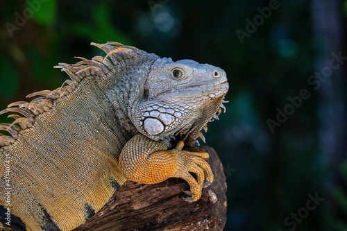 Portrait of a big lizard reptiles Iguana in Island Mauritius
