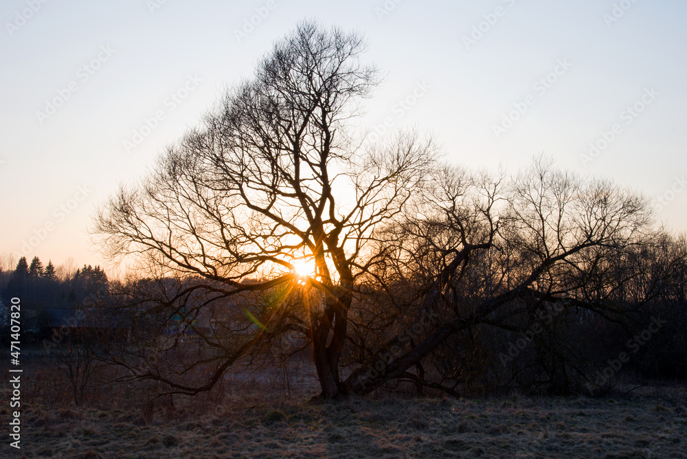 Beautiful countryside landscape with bare trees view during spring sunset. Tree silhouette background. Nature lifestyle concept