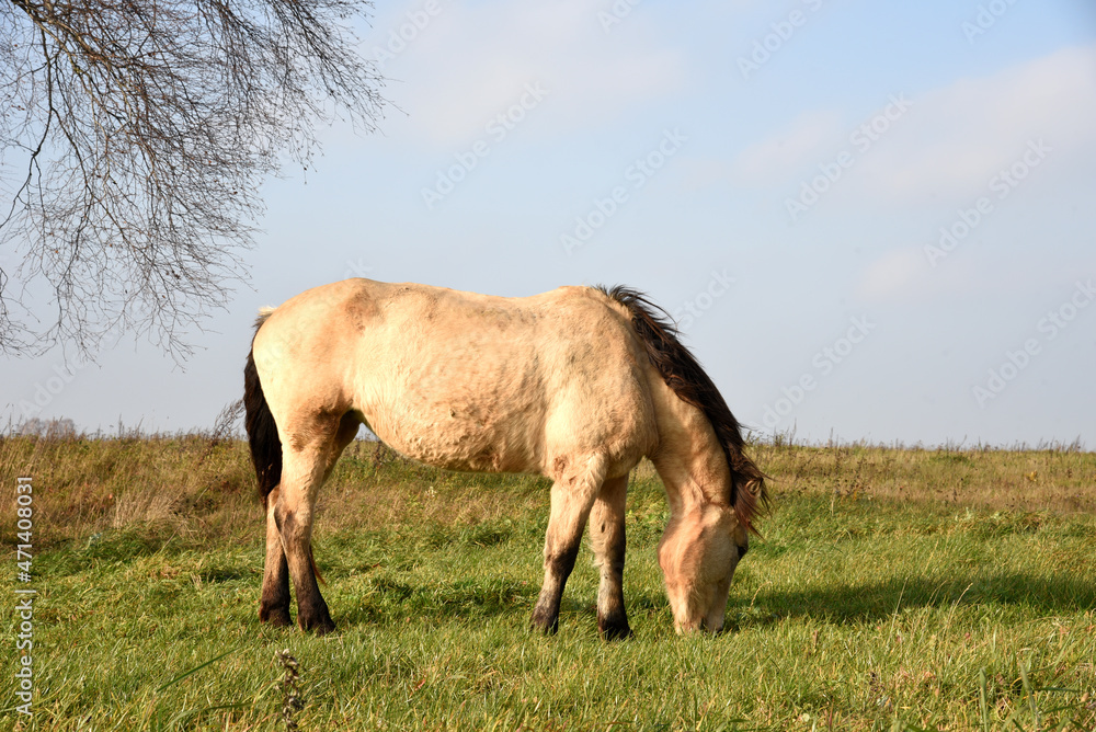 Horse grazes in a field with grass at rural. The brown horses is eating grass on the field at farm. Farmland and and Animal husbandry. Farm animals and Agronomy. Soft focus.