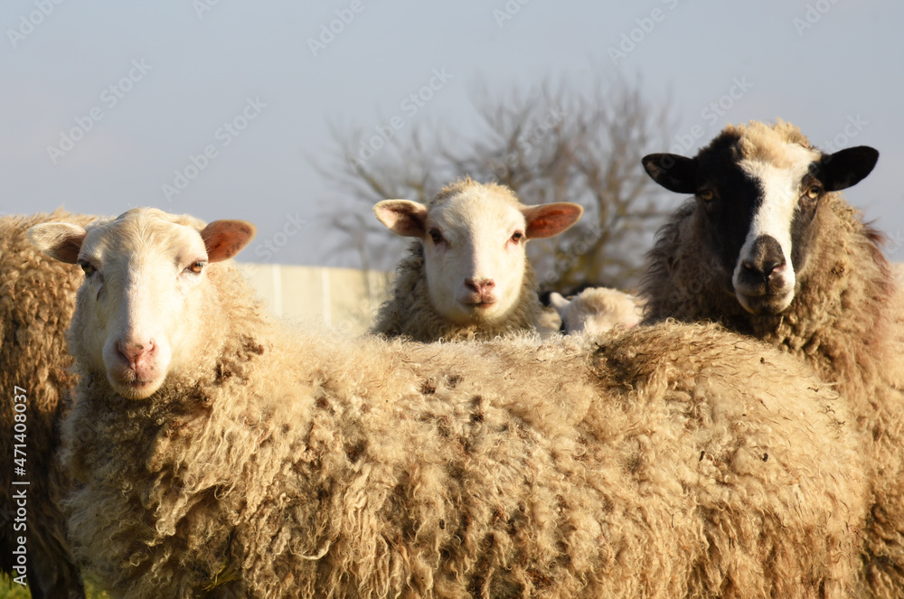 Pasture with sheep in the village. Herd with sheep on a farm in field. Sheep's gaze. Herds in rural area. Ewe during grazing. Forage and Grassland concept. Forages for farm animals. Sheeps on grass. Pasture with sheep in the village. Herd with sheep on a farm in field. Sheep's gaze. Herds in rural area. Ewe during grazing. Forage and Grassland concept. Forages for farm animals. Sheeps on grass.
