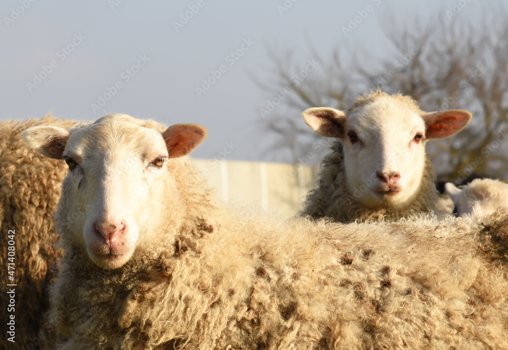 Pasture with sheep in the village. Herd with sheep on a farm in field. Sheep's gaze. Herds in rural area. Ewe during grazing. Forage and Grassland concept. Forages for farm animals. Sheeps on grass. Pasture with sheep in the village. Herd with sheep on a farm in field. Sheep's gaze. Herds in rural area. Ewe during grazing. Forage and Grassland concept. Forages for farm animals. Sheeps on grass.