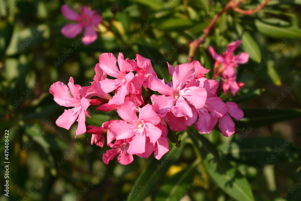 Naklejka premium Common oleander