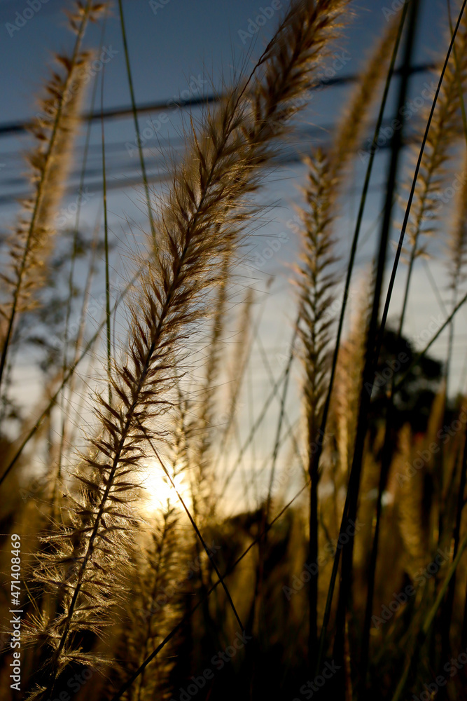 Obraz premium Image of the swaying grass field has a soft sunlight is blurred background beautiful glow of the sunset.