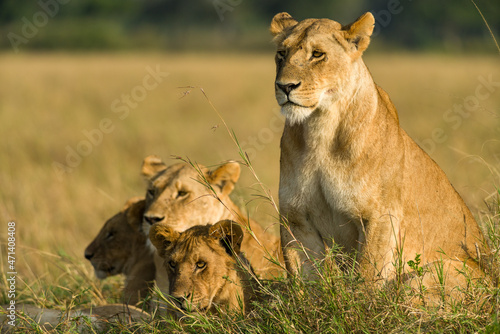 Family of lions sitting resting in tall grass (panthera leo), Masai Mara National Game Park Reserve, Kenya, East Africa