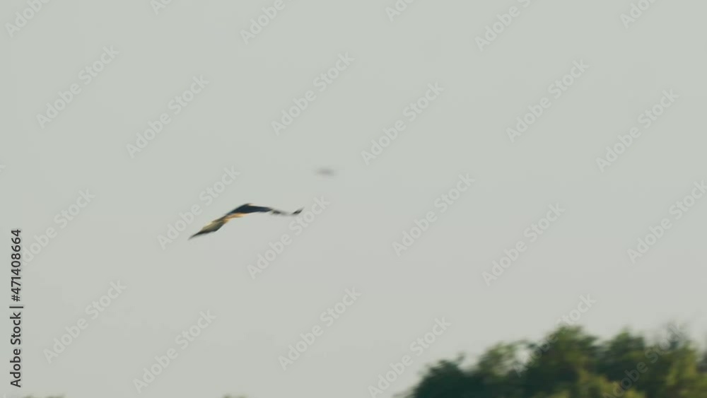 Tracking shot of majestic hawk flying away at golden hour sky, handheld, day Tracking shot of majestic hawk flying away at golden hour sky, handheld, day
