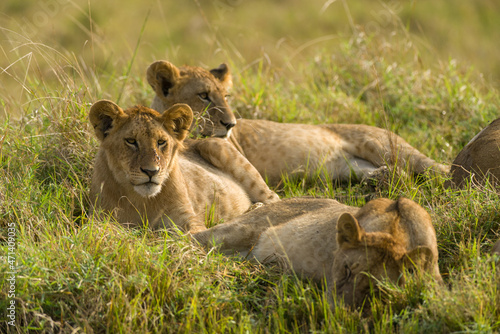 Family of lions sitting resting in tall grass (panthera leo), Masai Mara National Game Park Reserve, Kenya, East Africa