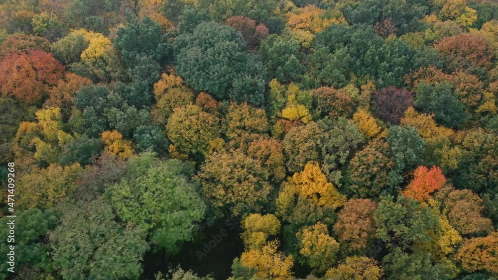 Autumn deciduous forest top view, natural background or texture. Autumn deciduous forest top view, natural background or texture.