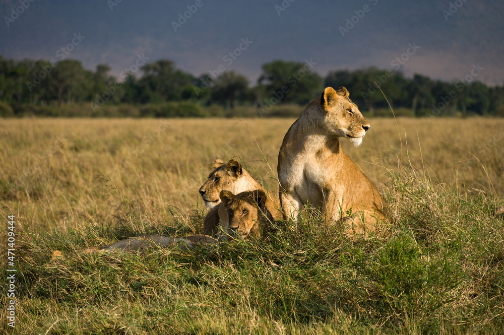Family of lions sitting resting in tall grass (panthera leo), Masai Mara National Game Park Reserve, Kenya, East Africa Family of lions sitting resting in tall grass (panthera leo), Masai Mara National Game Park Reserve, Kenya, East Africa