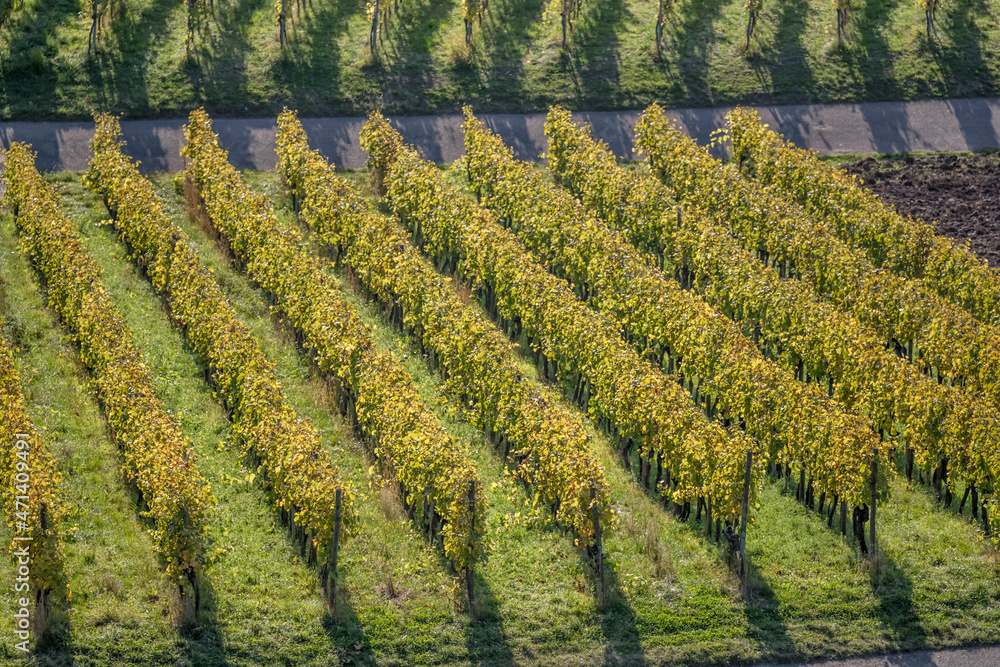 bright light on autumn leaves of rows of vines in vineyards near Unterturkheim, Germany
