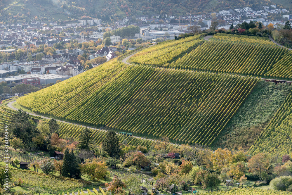 colorful vineyards on hill above Untertukheim borough, Germany