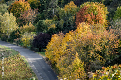 colorful trees and country road near Ulbach, Germany