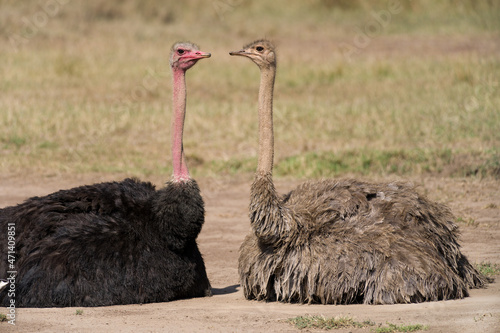A male and female ostrich or common ostrich (Struthio camelus) sitting on dusty savanna on a sunny day, Masai Mara, Kenya