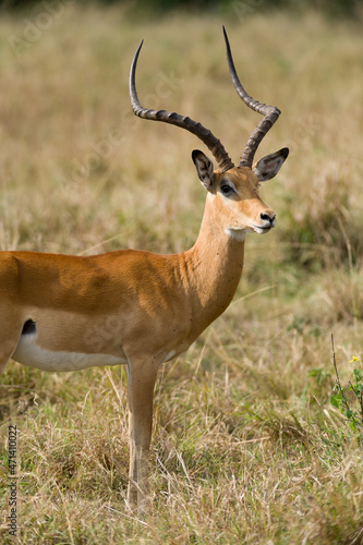 Male Impala gazelle (Aepyceros melampus), Maasai Mara, Kenya