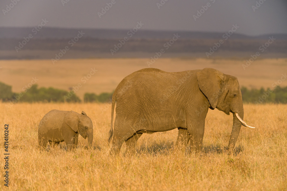 African bush elephant mother and calf walking through high grass (loxodonta africana), Masai Mara, K.enya, East Africa