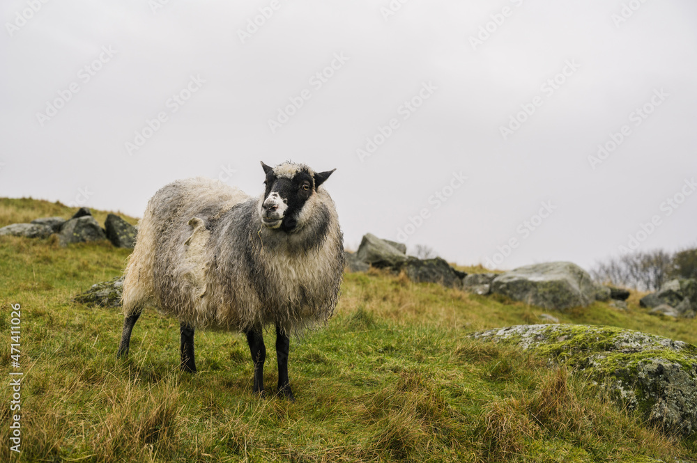 Fototapeta premium Rugged sheep with wet wool on autumn grass. The concept of animal husbandry.