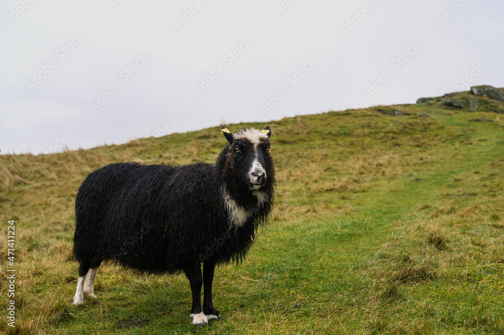 Fototapeta premium Rugged sheep with wet wool on autumn grass. The concept of animal husbandry.