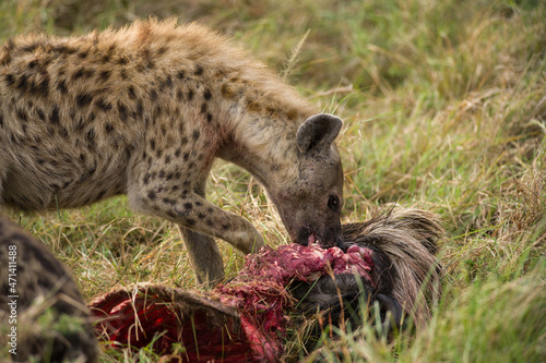 Spotted Hyena (Hyaenidae) feeding on wildebeest carcass, Masai Mara, Kenya