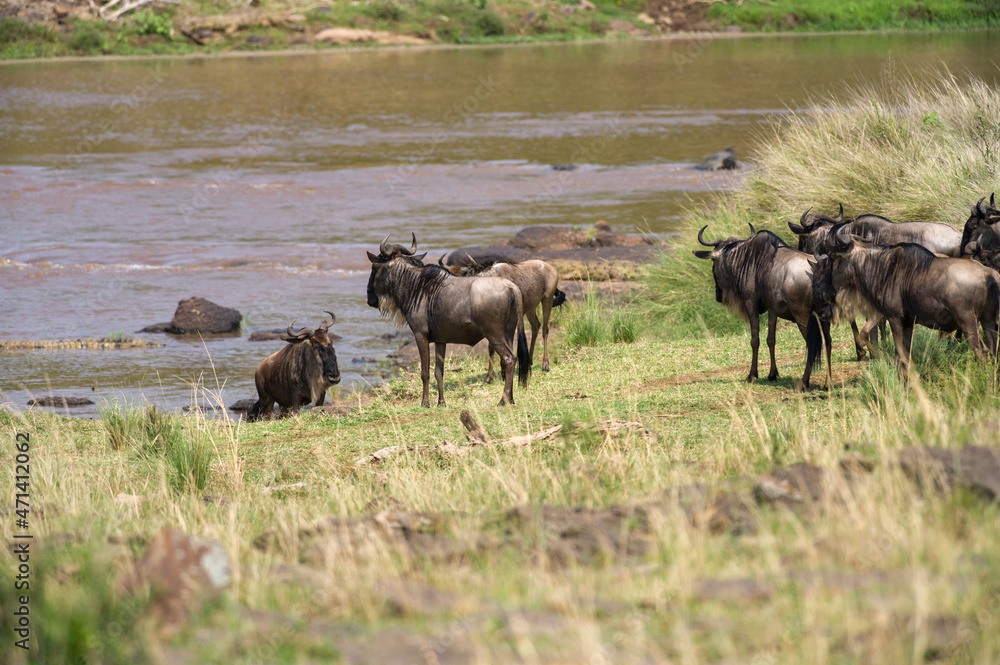 A herd of blue wildebeest (Connochaetes taurinus mearnsi) contemplate crossing river during migration, Masai Mara, Kenya A herd of blue wildebeest (Connochaetes taurinus mearnsi) contemplate crossing river during migration, Masai Mara, Kenya